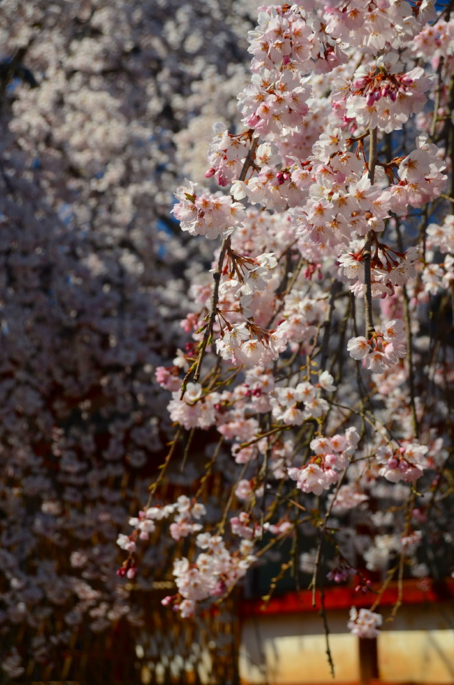 氷室神社　桜の下にて_a0287533_21433750.jpg