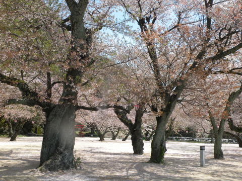 古城の桜_e0166734_20584994.jpg