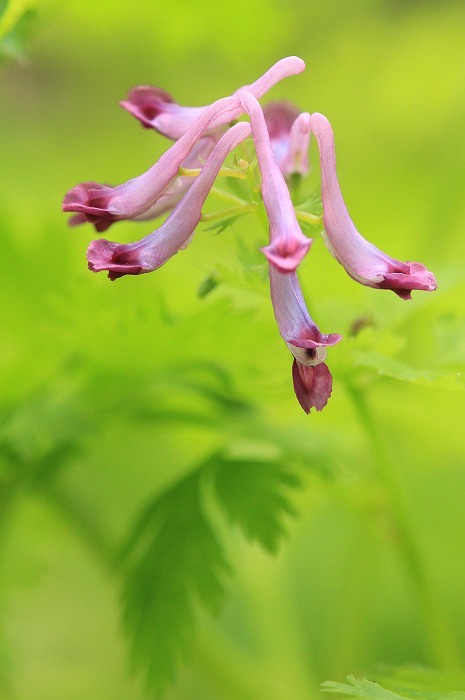 野の花たち_f0327034_20363454.jpg