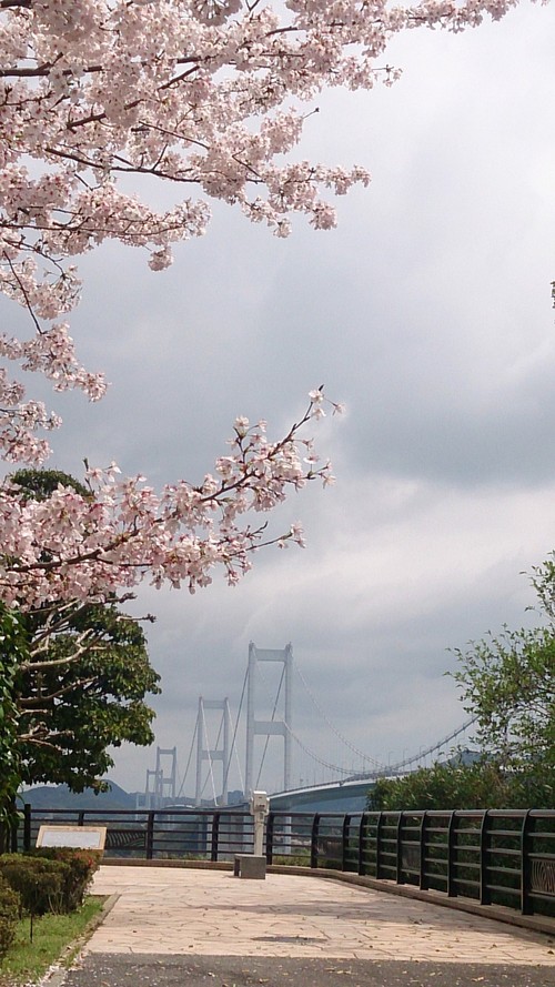 3度めのお花見＆黒ごまチビ山！_f0229235_19263271.jpg