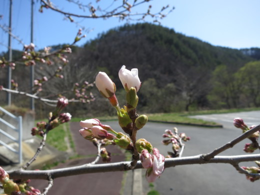 【速報】岩手県岩泉町、桜が開花しました!_b0206037_13102899.jpg