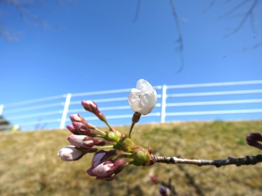【速報】岩手県岩泉町、桜が開花しました!_b0206037_13113025.jpg