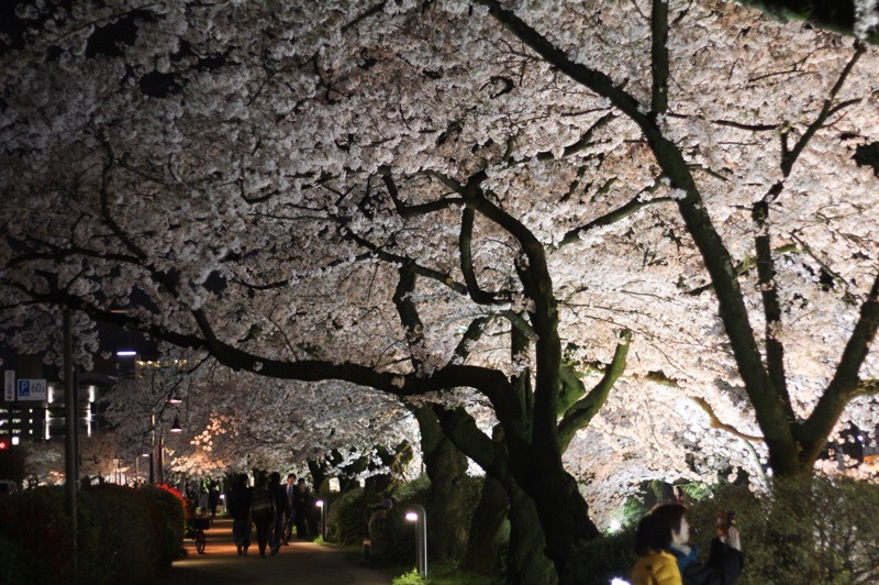 夜桜見物_b0132338_21543911.jpg