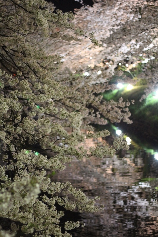 夜桜見物_b0132338_21552882.jpg