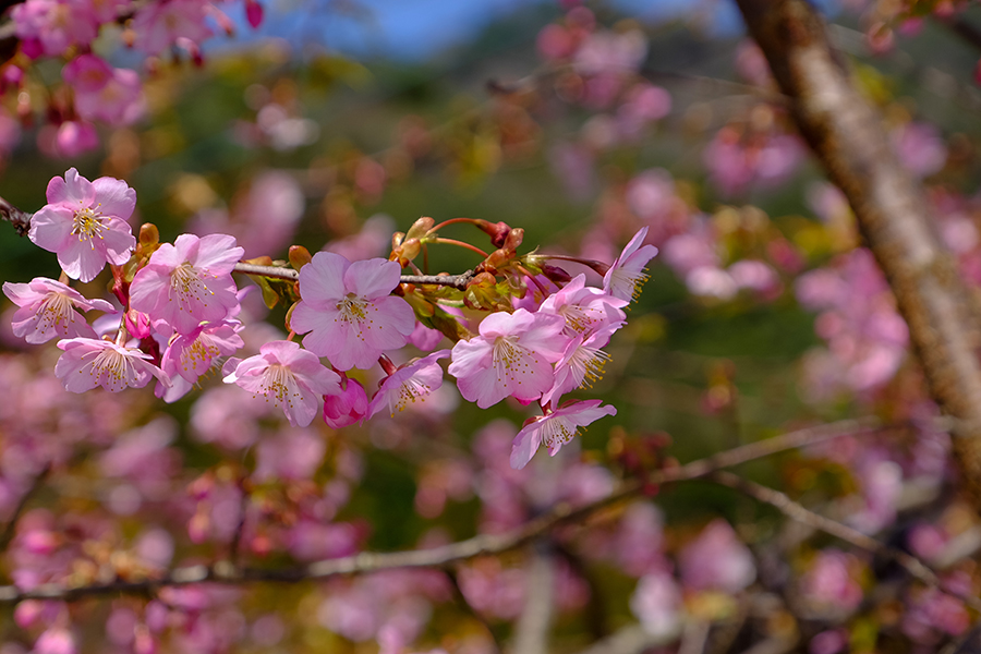 川津桜の印象_c0014538_17232944.jpg