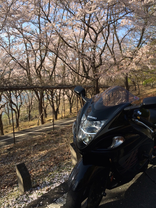 桜満開♪( ´θ｀)ノ_e0187838_9531094.jpg