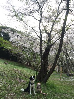 2015 桜🌸_e0163439_073144.jpg