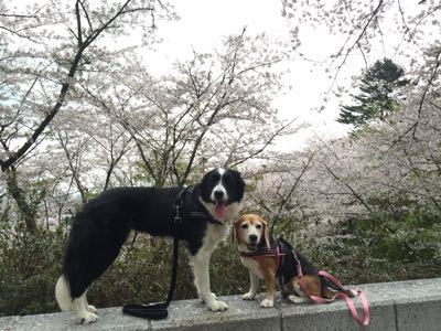 2015 桜🌸_e0163439_073270.jpg