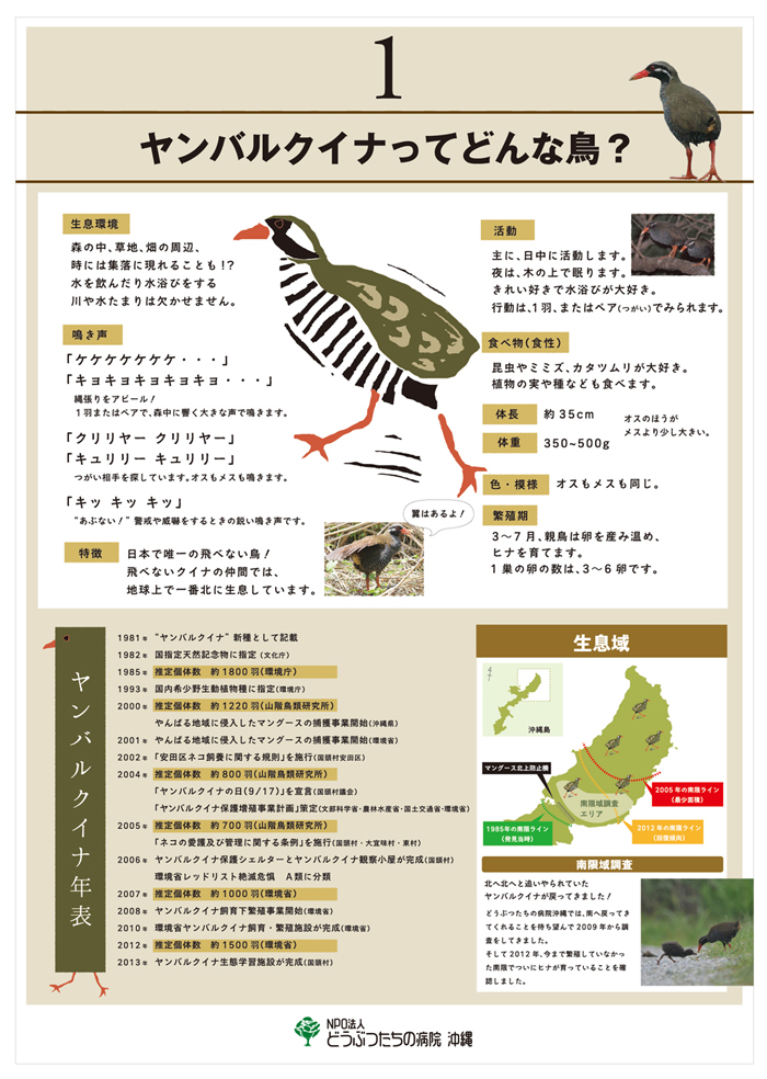 ヤンバルクイナって、どんな鳥。_c0191542_1558973.jpg