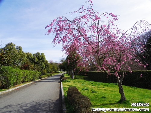 県立いわき公園の桜 [平成27年4月9日（木）更新]_f0105342_16523175.jpg