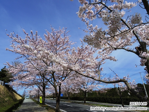 県立いわき公園の桜 [平成27年4月9日（木）更新]_f0105342_16534953.jpg