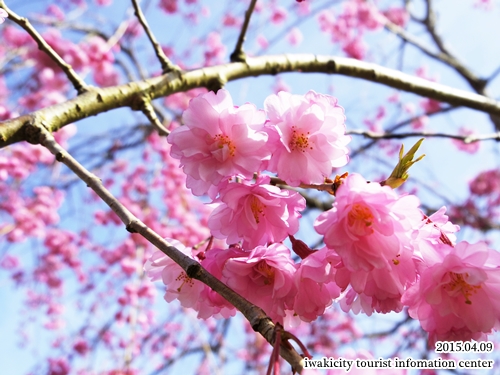 県立いわき公園の桜 [平成27年4月9日（木）更新]_f0105342_1653593.jpg