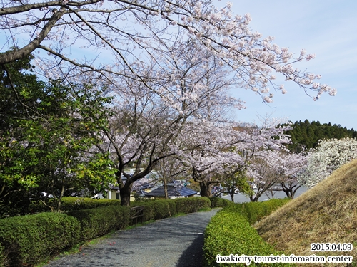 県立いわき公園の桜 [平成27年4月9日（木）更新]_f0105342_16563658.jpg