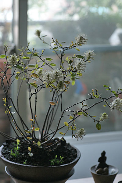 フォサーギラ（Fothergilla gardenii ‘Harold Epstein’）_f0271343_16584907.jpg