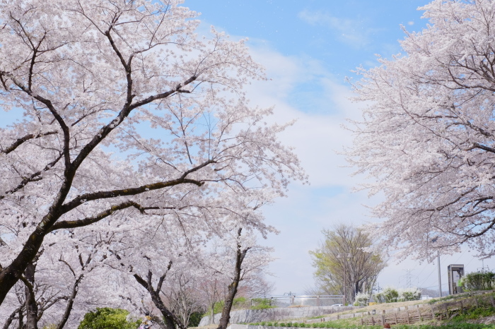 春の津久井湖城山公園_c0001744_14484774.jpg