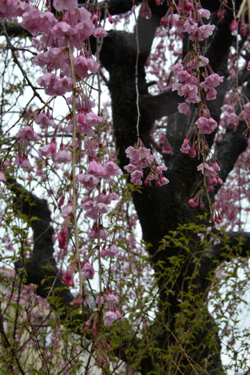 c0093046_2029246.gif