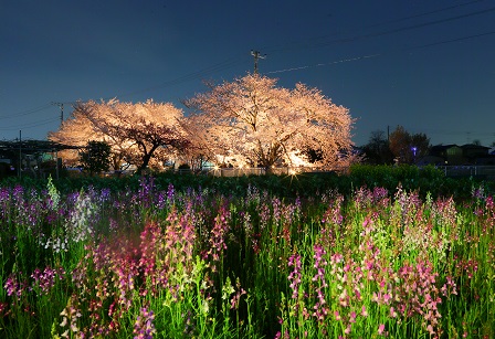 SAKURA FESTIVAL ありがとうございました。_d0237446_15444670.jpg