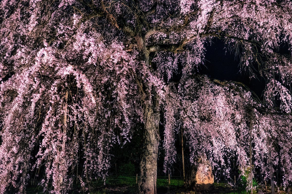 夜の枝垂れ桜_a0251047_11345141.jpg