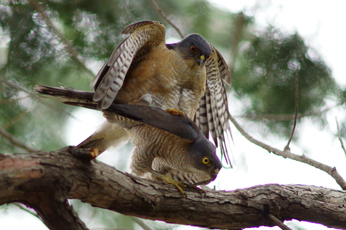 a0324247_20111514.jpg