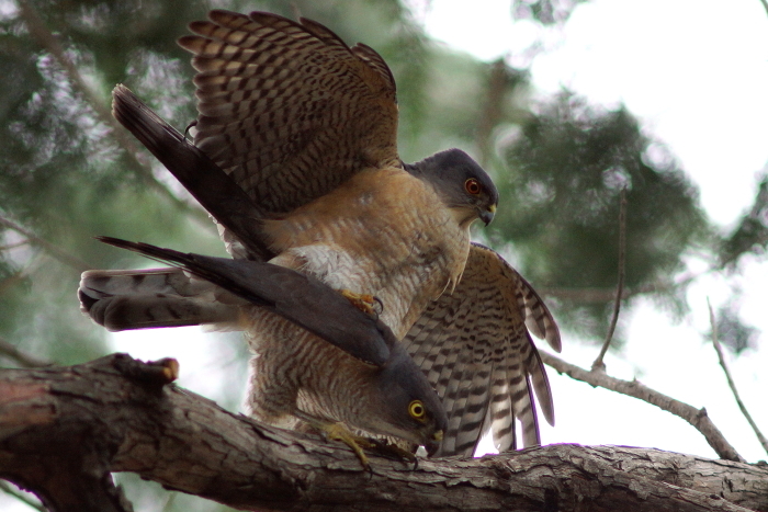 a0324247_20121536.jpg