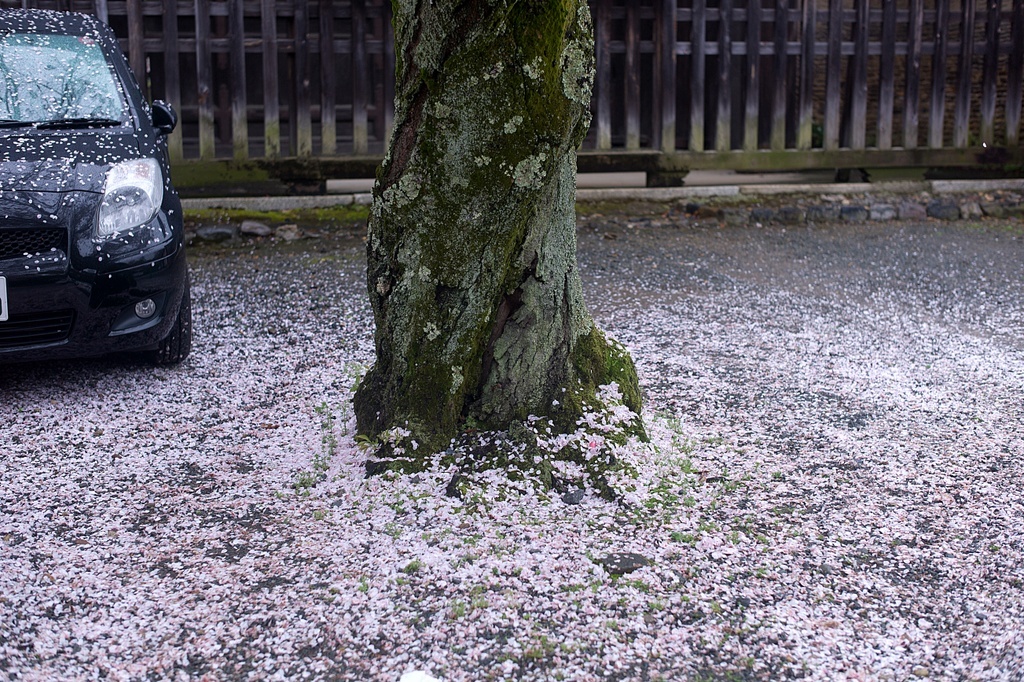 雨の嵐山へ_f0323351_09430157.jpg