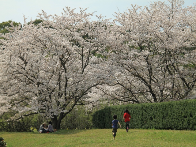 今年最後の桜の撮影_b0124456_7422623.jpg