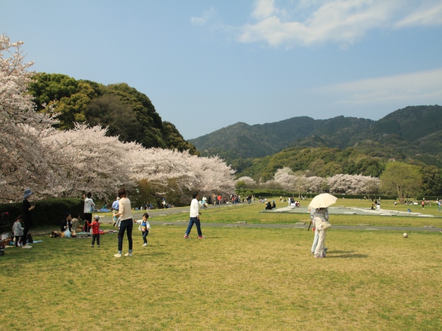 今年最後の桜の撮影_b0124456_7433867.jpg