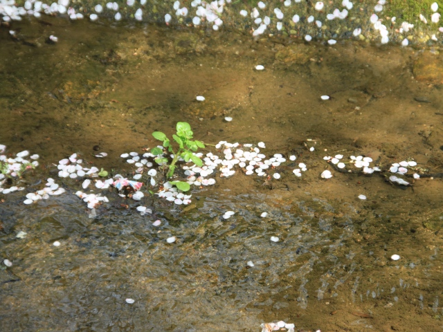 今年最後の桜の撮影_b0124456_7493556.jpg