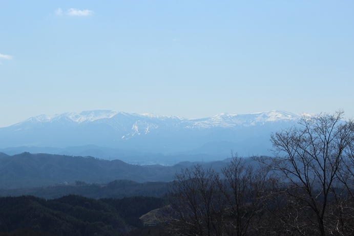 青葉区　蕃山　ショウジョウバカマ_e0239458_22173309.jpg