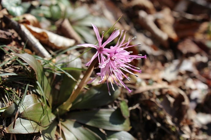 青葉区　蕃山　ショウジョウバカマ_e0239458_22173331.jpg