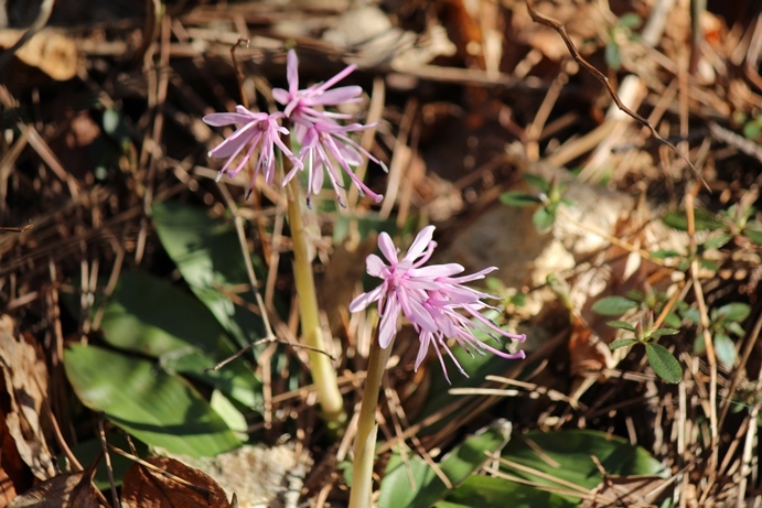 青葉区　蕃山　ショウジョウバカマ_e0239458_22231884.jpg