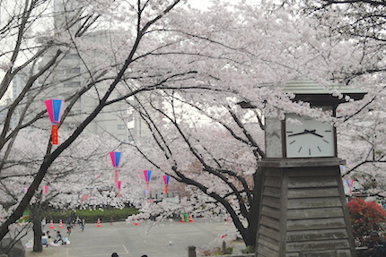 2015年のさくら　〜飛鳥山と目黒川_f0054859_913219.jpg