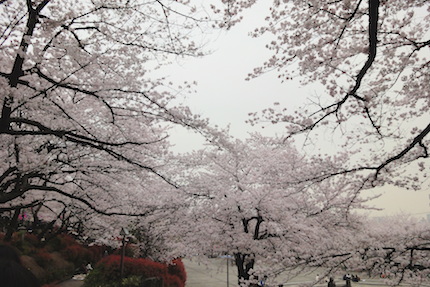 2015年のさくら　〜飛鳥山と目黒川_f0054859_9132654.jpg