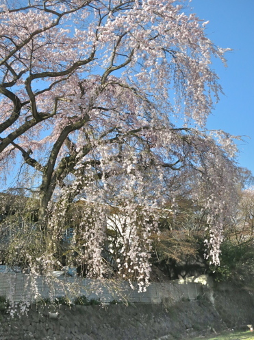 桜とポーちゃんとペルレさん_c0260460_21014685.jpg