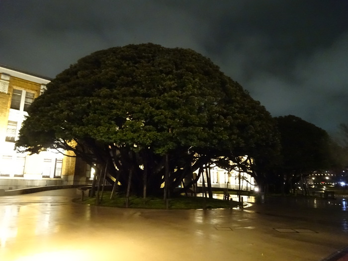 金沢の桜、兼六園の夜桜～石川城_d0152261_22332198.jpg