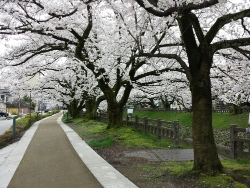 チューリップにさくらに菜の花!春のてんこ盛り_a0243562_15015257.jpg