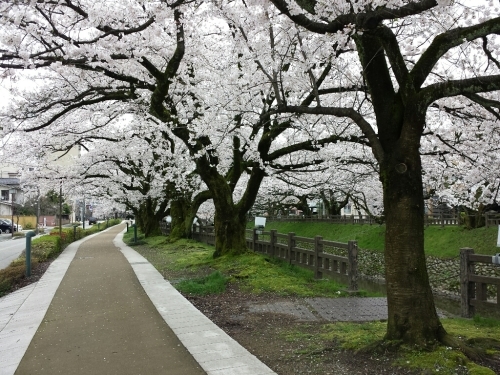 チューリップにさくらに菜の花！春のてんこ盛り_a0243562_15015257.jpg