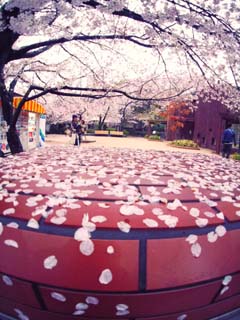 神戸王子動物園　降る桜_b0160363_0491077.jpg