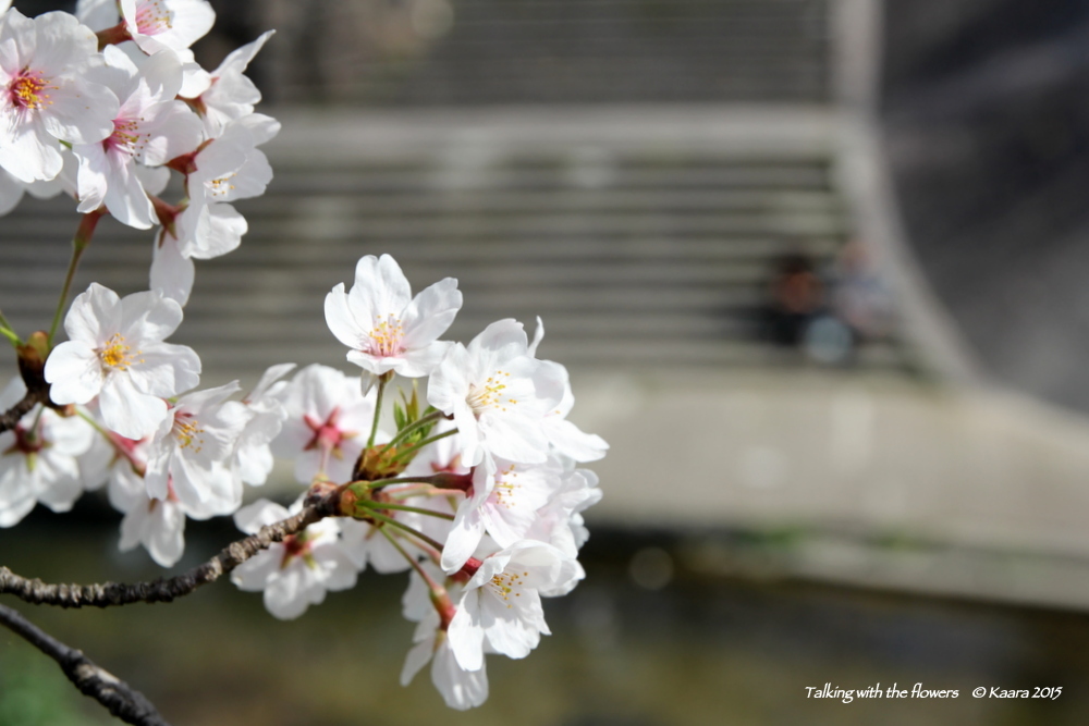 ＊ 2015年のさくら〜 山崎川_f0330764_01033882.jpg