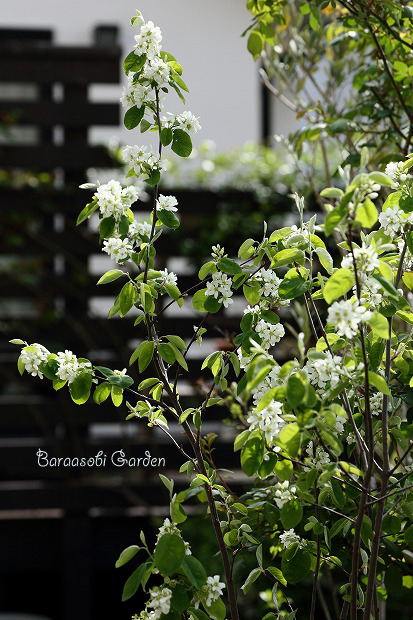 花たちの囁き～今朝の庭から_a0135366_10201350.jpg