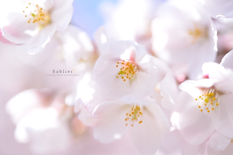 桜 の 音 色_f0300369_13305222.jpg