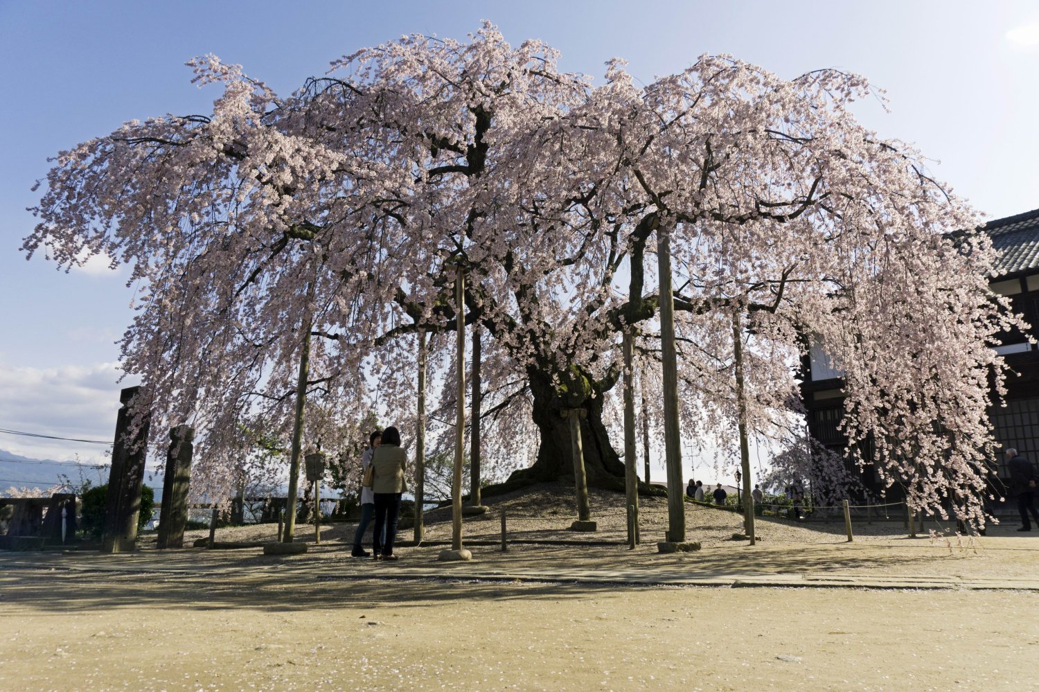 お花見と黒いダンダラ_a0071470_2351653.jpg