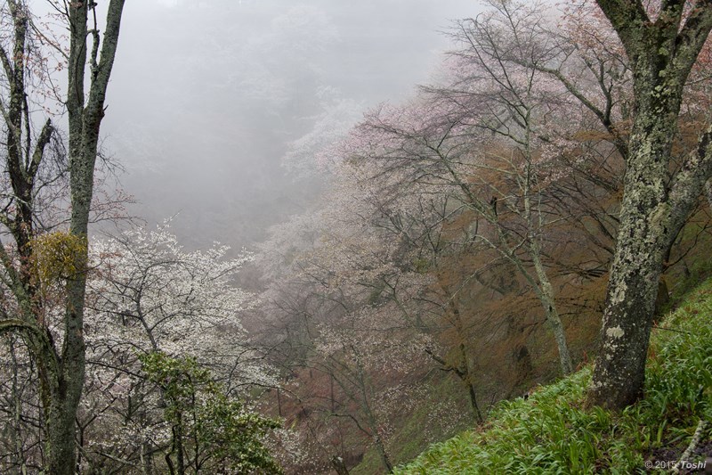 細雪の吉野山_c0350572_21504886.jpg