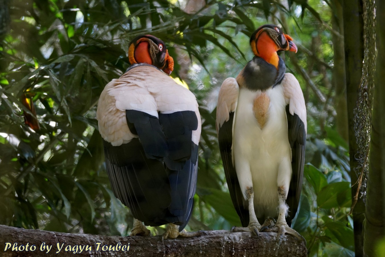 時々見られるすごい鳥 King Vulture キングバウチャー とことん写真