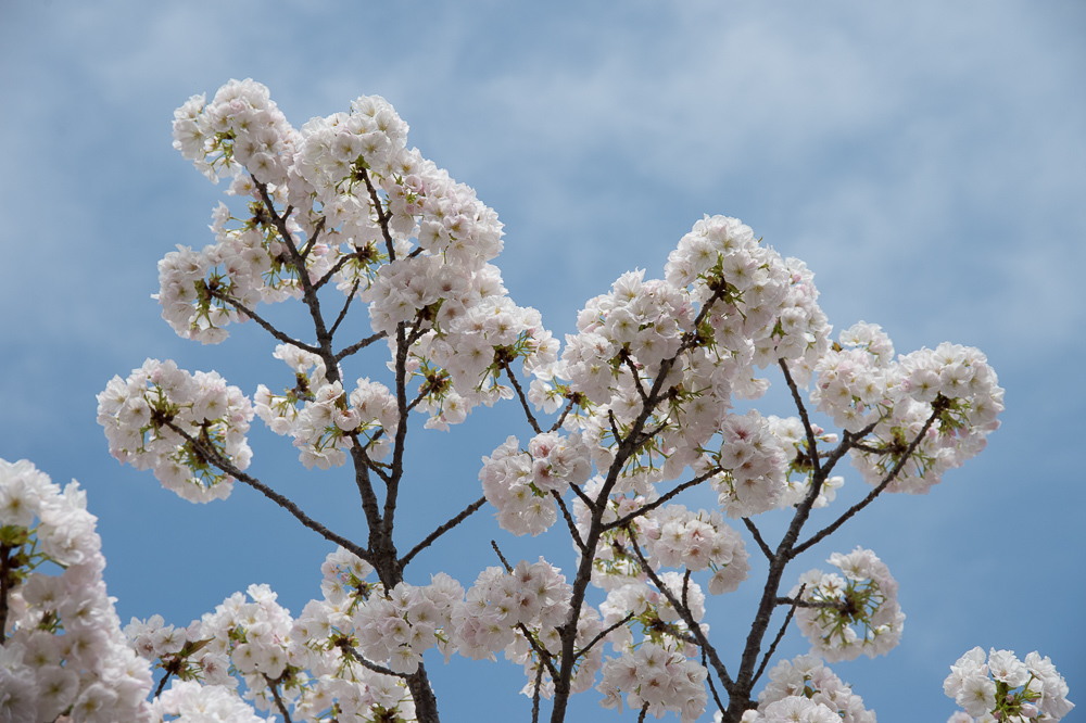 大阪 造幣局 桜の通り抜け_a0301676_17405751.jpg