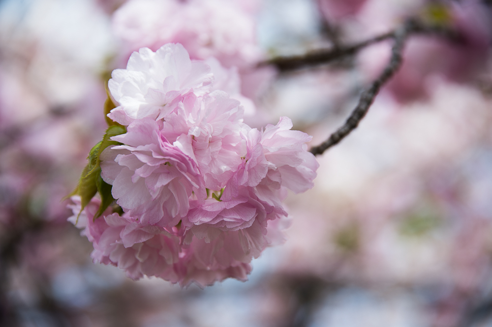 大阪 造幣局 桜の通り抜け_a0301676_17411260.jpg