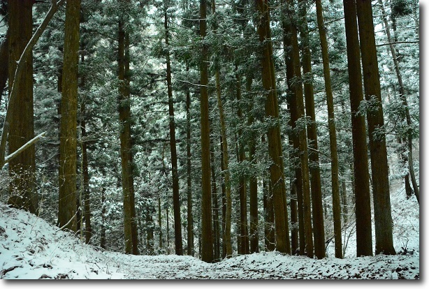 雪の山、再び_d0264892_11811.jpg