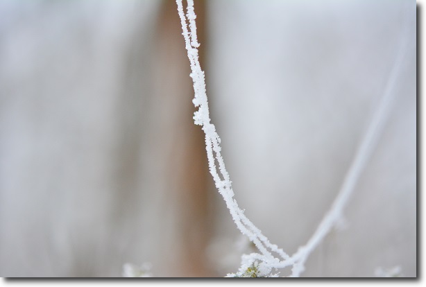 雪の山、再び_d0264892_1221354.jpg