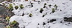 a0146295_10415475.jpg