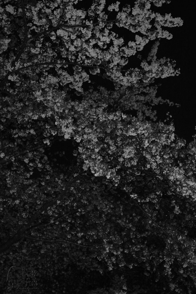 夜桜２_b0064396_15015052.jpg